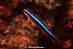 Neon Goby swimming on the Big Coral Knoll off the beach a... by Michael Kovach 